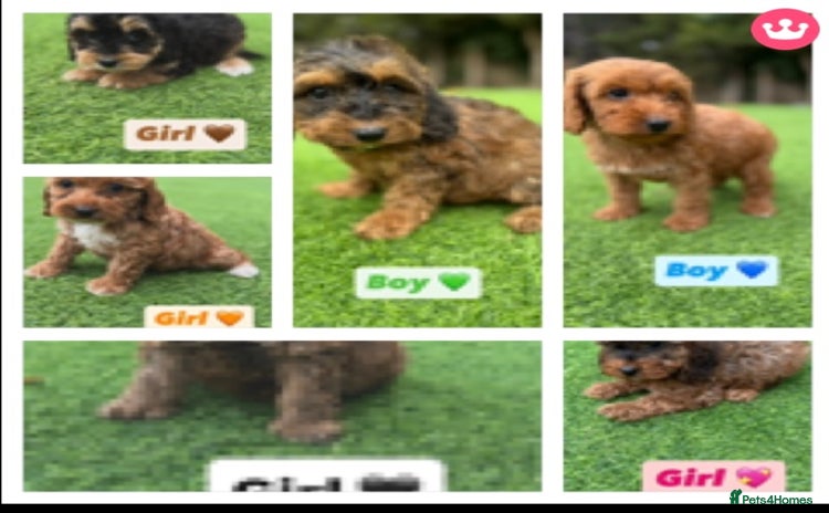 Cockapoo dogs - Advert 1