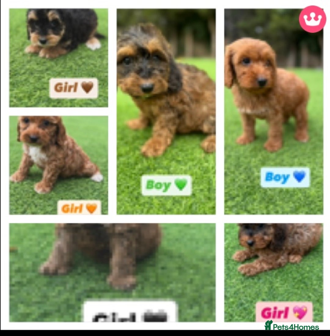 Cockapoo dogs for sale: 1 female cockapoo puppy available 🐶  - Image 3