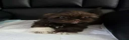 Shih Tzu dogs for sale: Beautiful imperial shih tzu in Barnsley - Advert 11
