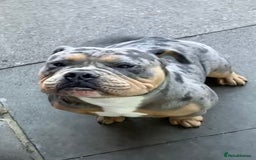 Olde English Bulldogge dogs for stud: Dobby blue merle - Image 6