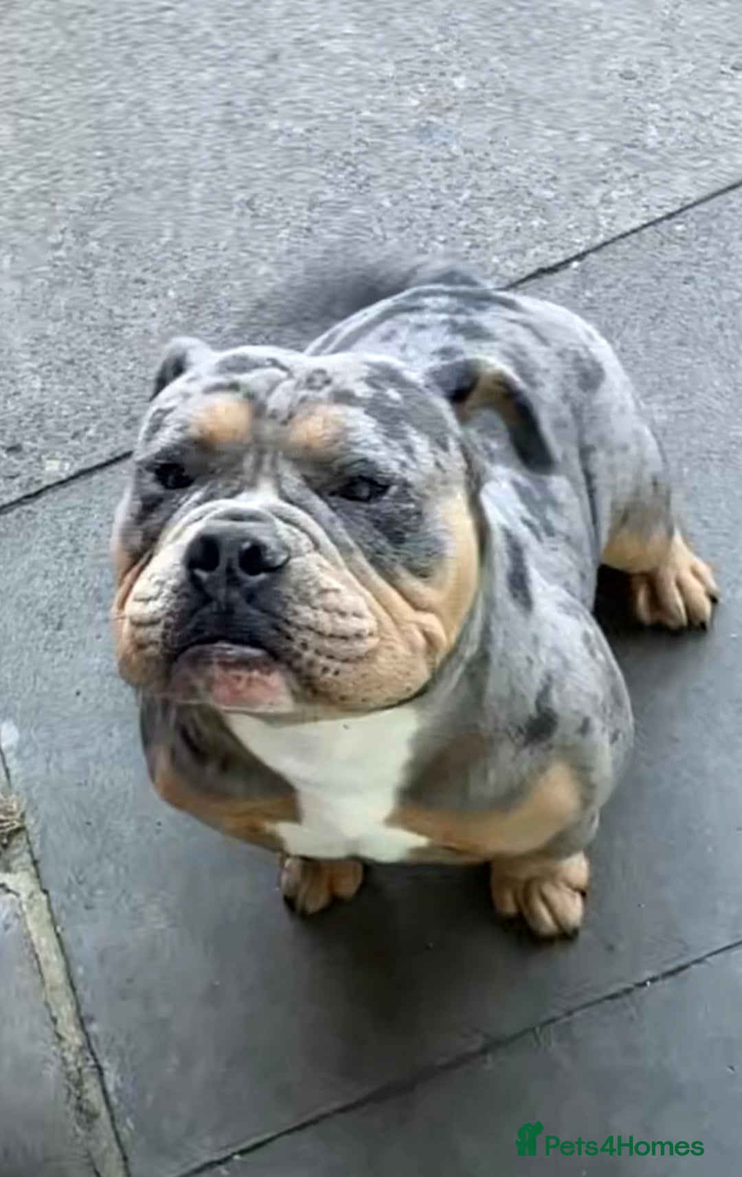 Olde English Bulldogge dogs for stud: Dobby blue merle - Image 6