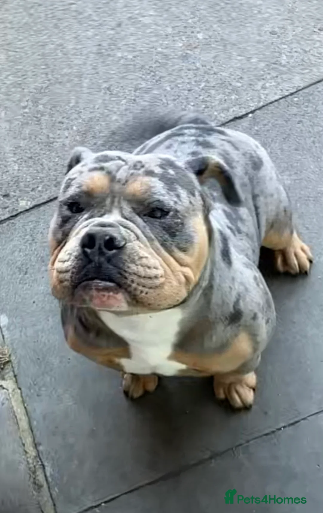 Olde English Bulldogge dogs for stud: Dobby blue merle - Advert 7