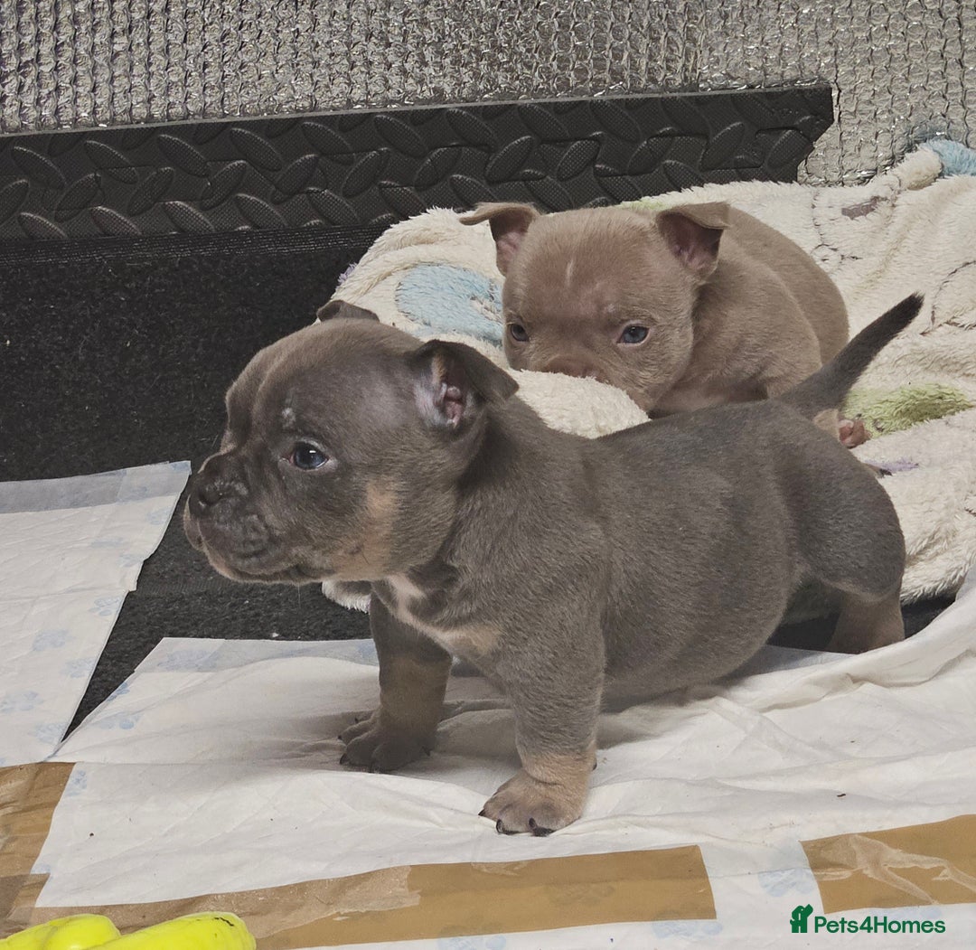 American Bully dogs for sale: Exotic Bullies - Advert 7