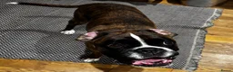 Boxer dogs for sale: Peggy needs a loving home  - Advert 5