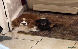 Cavapoo dogs for sale: Cute Cavapoo Male  - Image 10