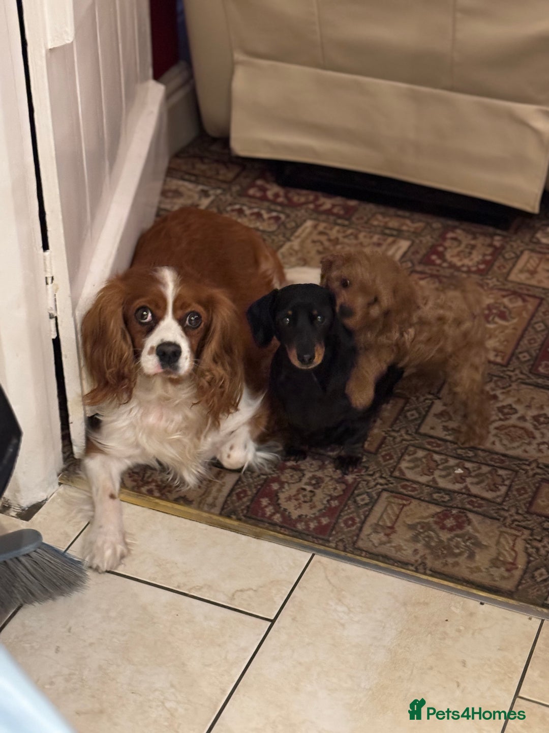 Cavapoo dogs for sale: Cute Cavapoo Male  - Image 10