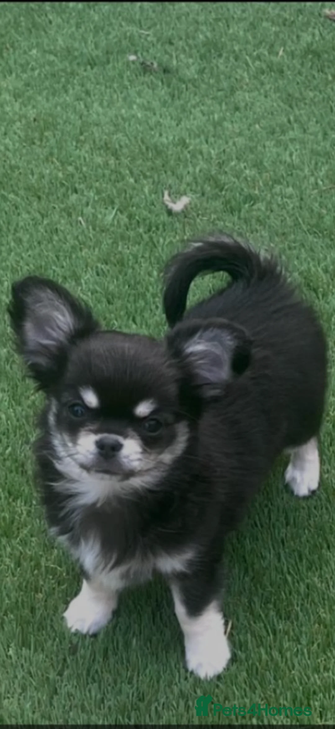 Chihuahua dogs for stud: Tri colour long coat male for stud  - Advert 5