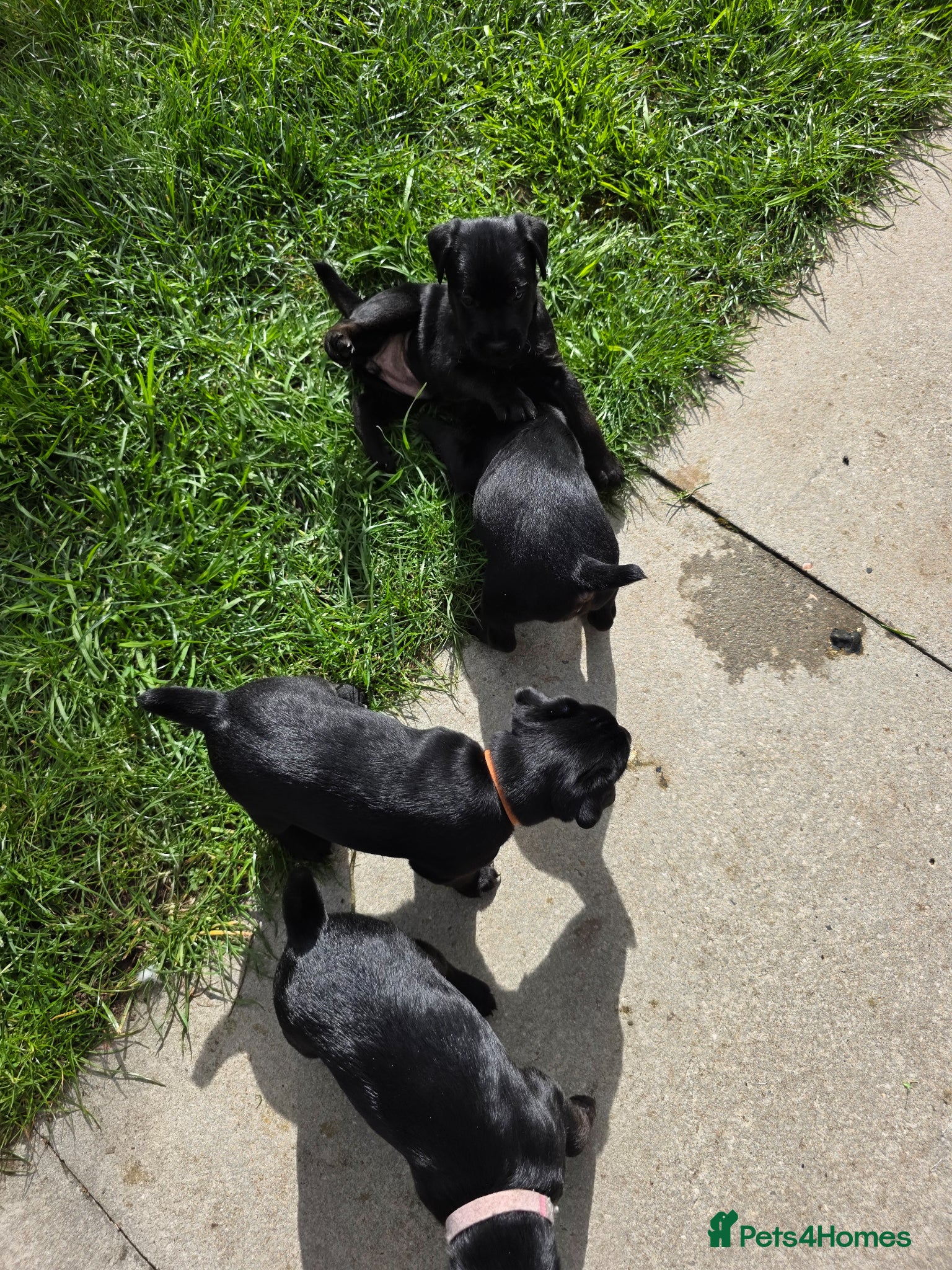 Patterdale Terrier dogs for sale: Patterdale Terrier Puppies  - Advert 1