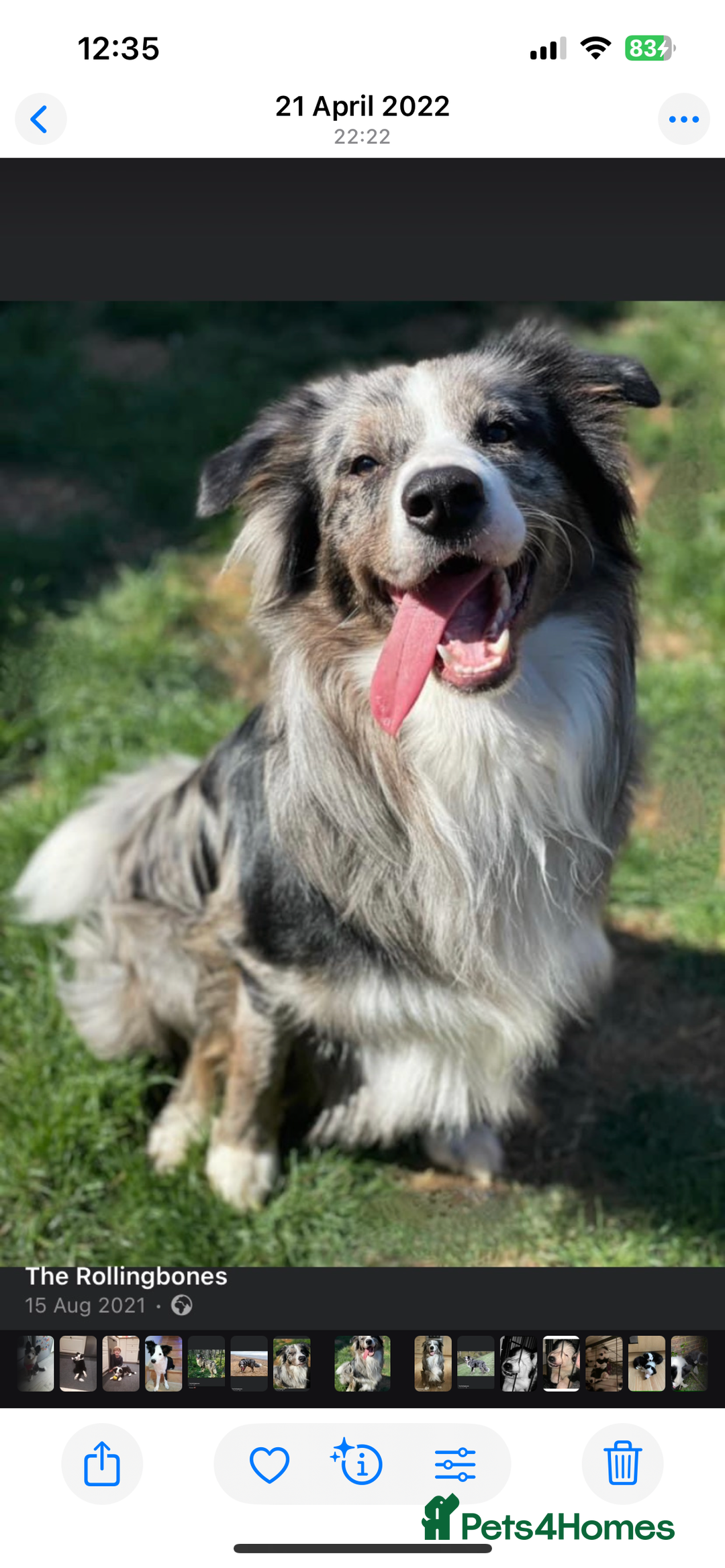 Border Collie dogs for sale: 5⭐️breeder KC DNA tested champions border collie  - Advert 3