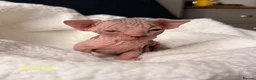Sphynx cats for sale: ✨ tiny Canadian Sphynx elves ✨ - Advert 5