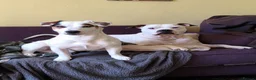 Jack Russell dogs for stud: Absolute stunning male tri Jack Russell for STUD🐶 - Advert 5