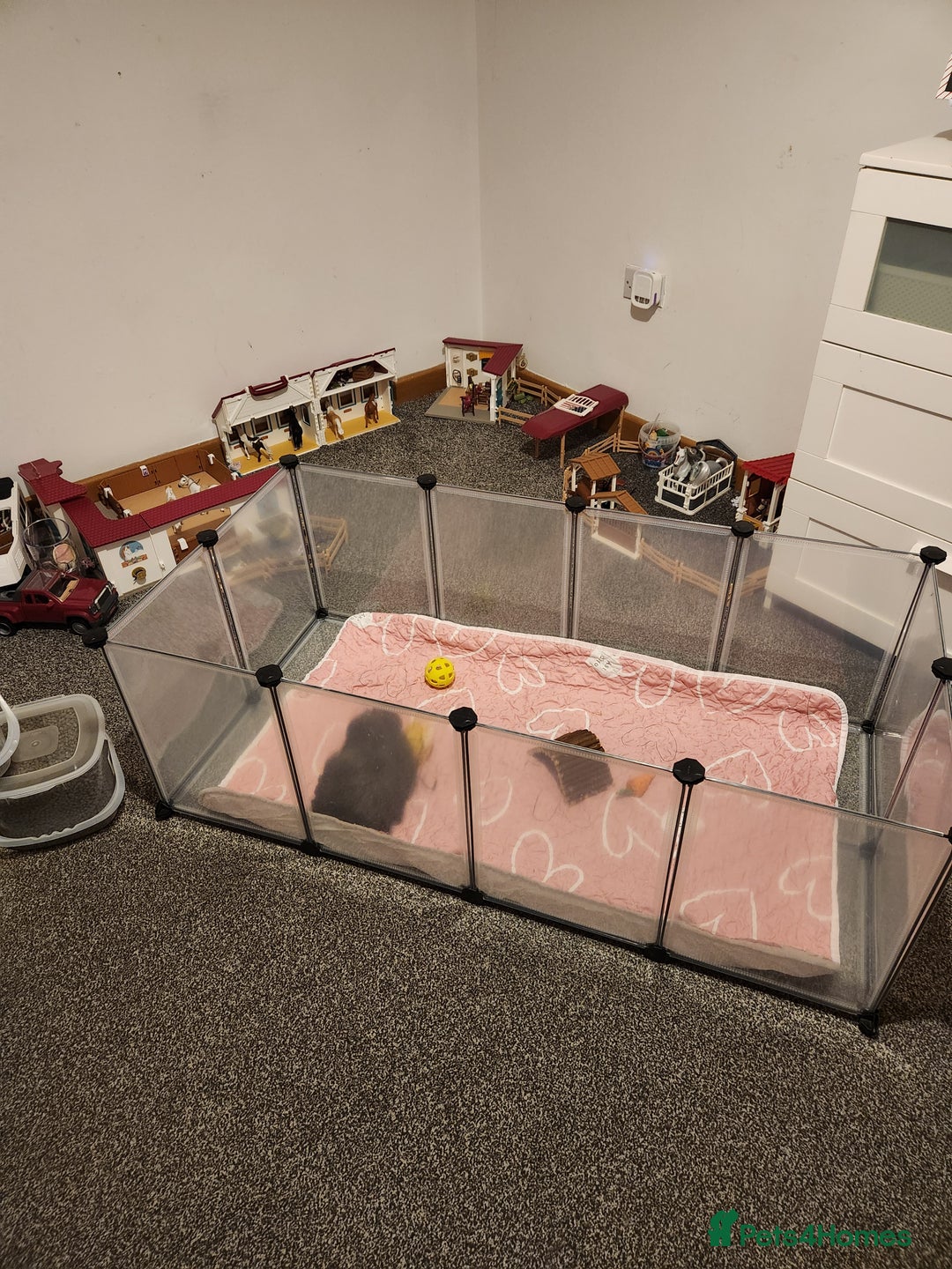 Guinea Pig rodents for sale: Long haired Guinea pig  - Advert 4