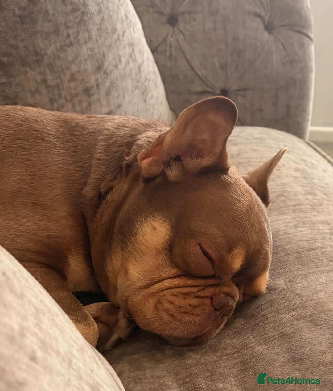 French Bulldog dogs for sale: French Bulldog - 3 Years old - Advert 2