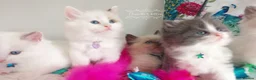 Ragdoll cats for sale: ALL RESERVED 😻😻BEAUTIFUL CROSS RAGDOLL/PERSIAN - Advert 28