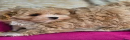 Maltipoo dogs for sale: Amazing Tiny Korean Maltipoo Puppies.  - Advert 16