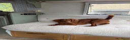 Cavapoo dogs for sale: Cavapoo female dog  - Advert 6