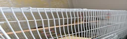 Finches birds for sale: 5 zebra finches with large cage  - Advert 2