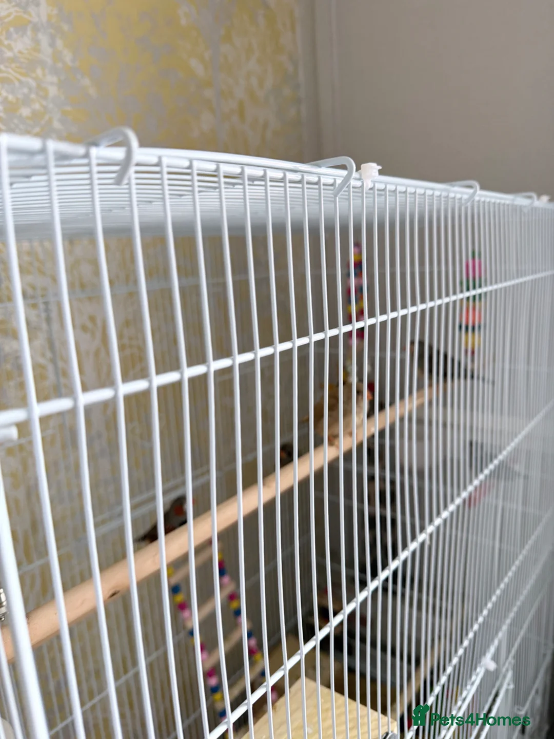 Finches birds for sale: 5 zebra finches with large cage  - Advert 2