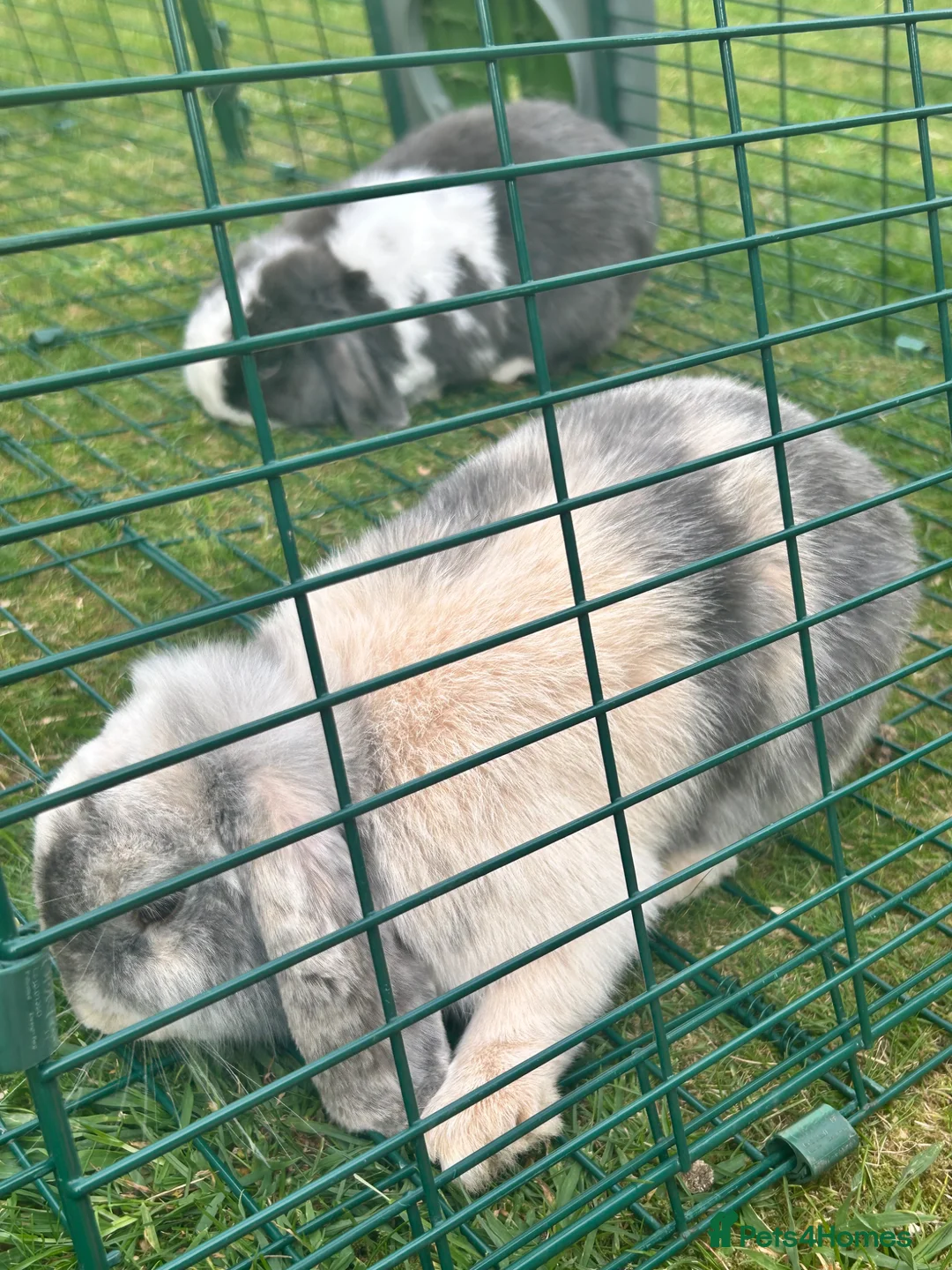 Mini Lop rabbits for sale: 2 beautiful bonded bunnies  in Bath - Advert 1