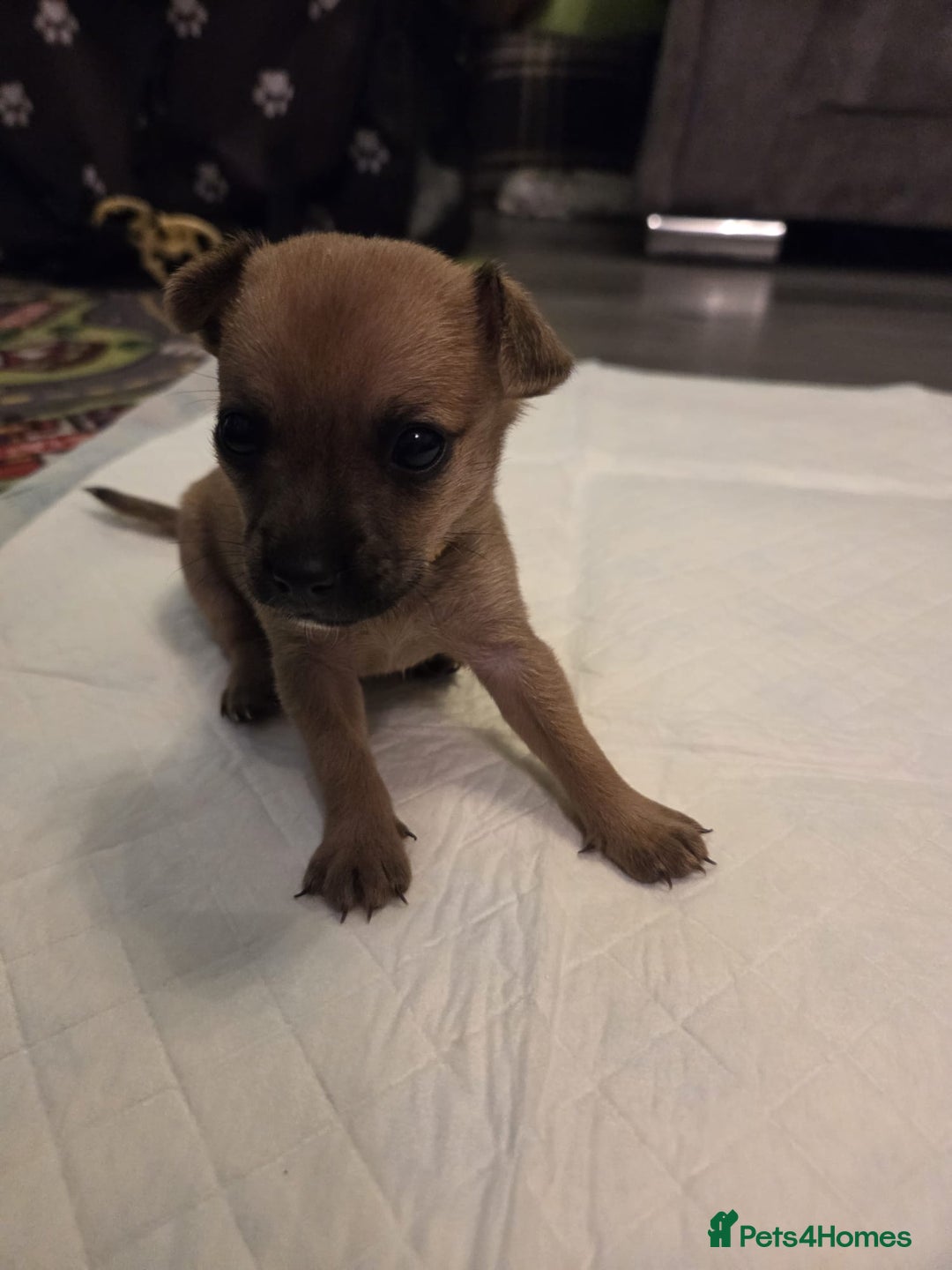 Mixed Breed dogs for sale: Jackchi - Advert 10