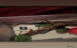 Corn Snake reptiles for sale: 3 Corn Snakes (Sold Separately) - Image 2