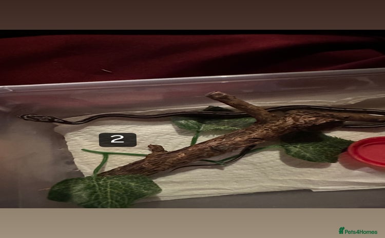 Corn Snake reptiles - Advert 8