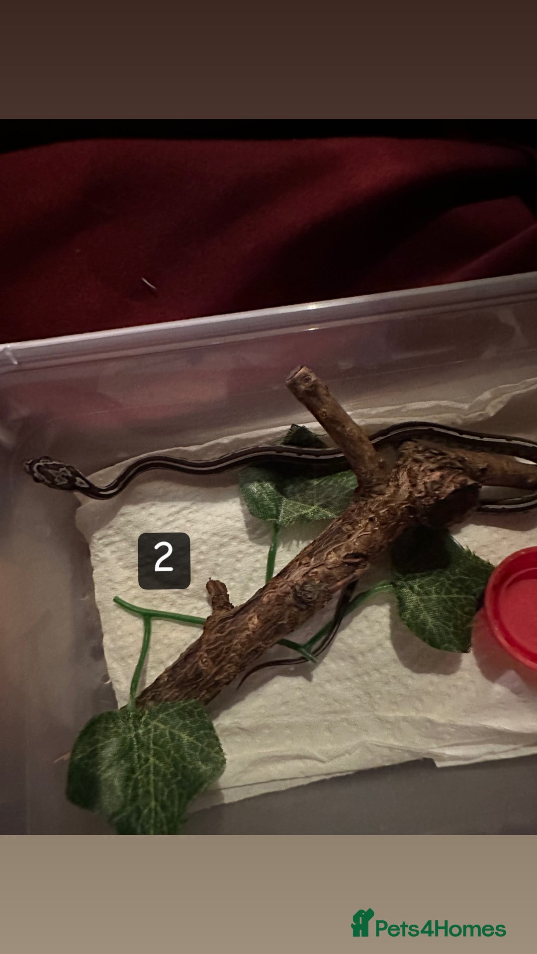 Corn Snake reptiles for sale: 3 Corn Snakes (Sold Separately) - Image 2