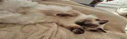 Ragdoll cats for sale: 4 beautiful ragdolls: gccf certified  - Advert 16