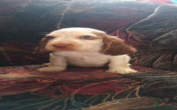 Cocker Spaniel dogs for sale: 5 gorgeous show type cocker spaniel puppies  - Image 2