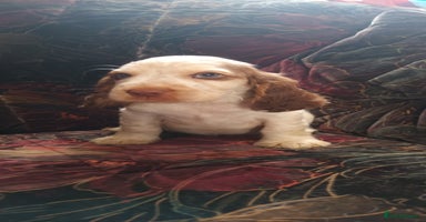 Cocker Spaniel dogs 5 gorgeous show type cocker spaniel puppies  - Advert 8