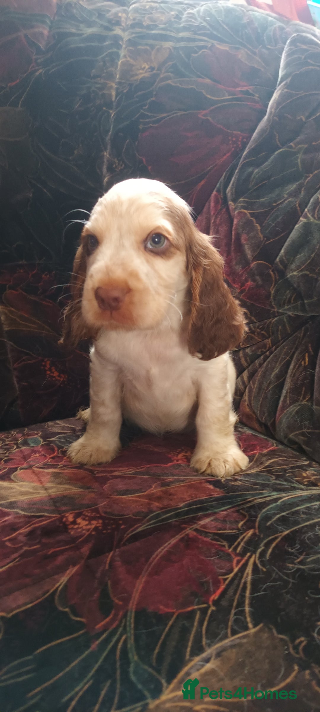 Cocker Spaniel dogs for sale: 5 gorgeous show type cocker spaniel puppies  - Image 2