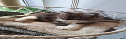 Norwegian Forest Cat cats for sale: 6 adorable NFC/maincoon kittens. - Advert 7