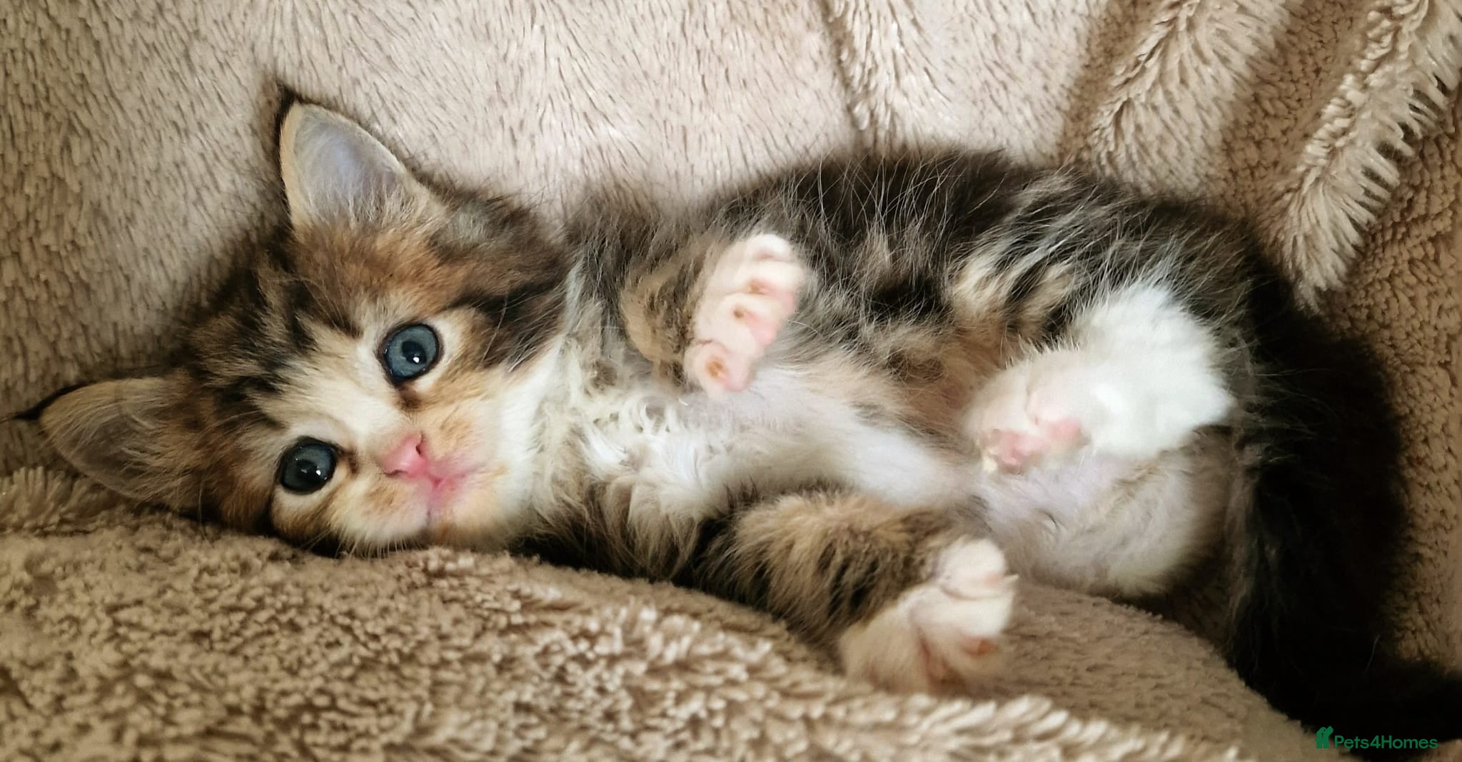 Ragcoon cats Ragcoon (Ragdoll x Maine Coon) Kittens  - Advert 3