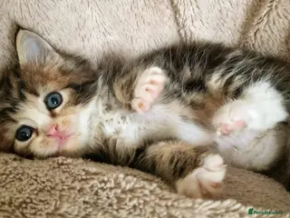 Ragcoon cats Ragcoon (Ragdoll x Maine Coon) Kittens - Advert 3