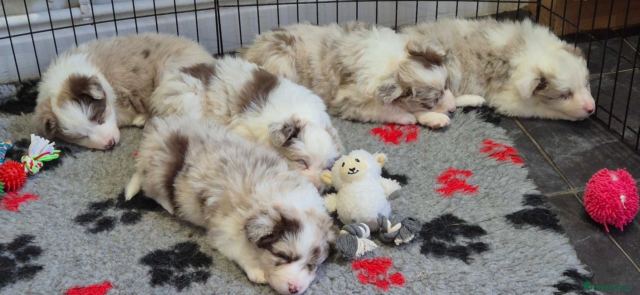 Border Collie dogs Outstanding litter Longhaired Merle border collies - Advert 3