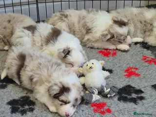 Border Collie dogs Outstanding litter Longhaired Merle border collies - Advert 3