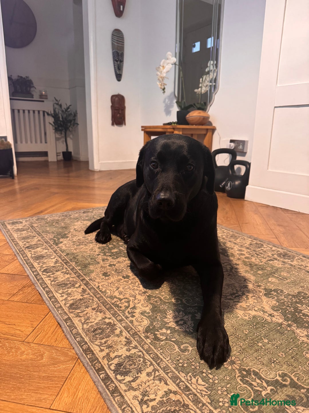 Labrador Retriever dogs for sale: 5 year old Working black lab  - Advert 2