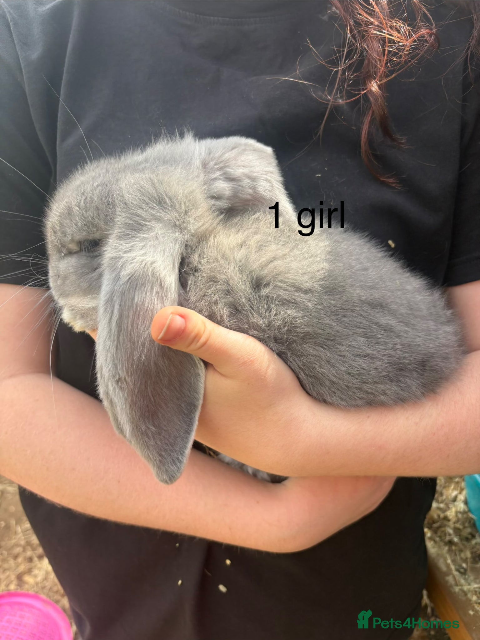 French Lop rabbits for sale: Beautiful French lops - Advert 2