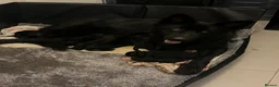 German Shepherd dogs for sale: Straight backed long coated German shepherds  in Bedale - Advert 8