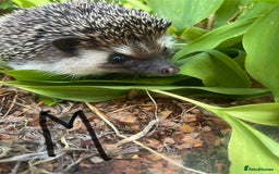 Pygmy Hedgehog rodents for sale: Stunning girls & unrelated boy ready now  - Image 5