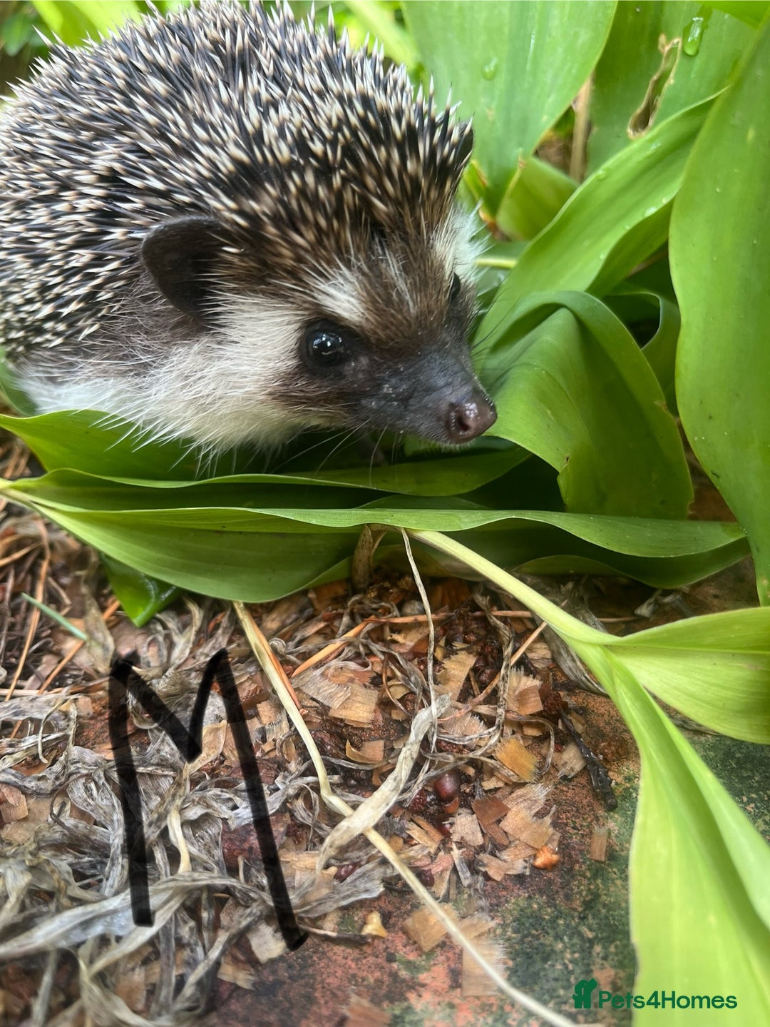 Pygmy Hedgehog rodents for sale: Stunning girls & unrelated boy ready now  - Image 5