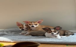 Chihuahua dogs for sale: Our beautiful Chihuahua puppies  - Image 22