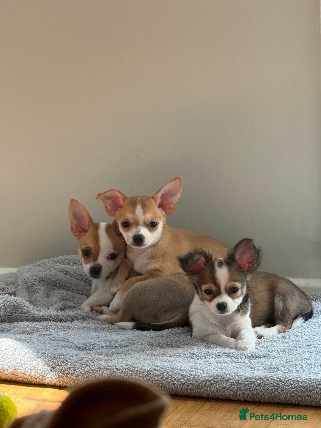Chihuahua dogs for sale: Our beautiful Chihuahua puppies  - Image 22