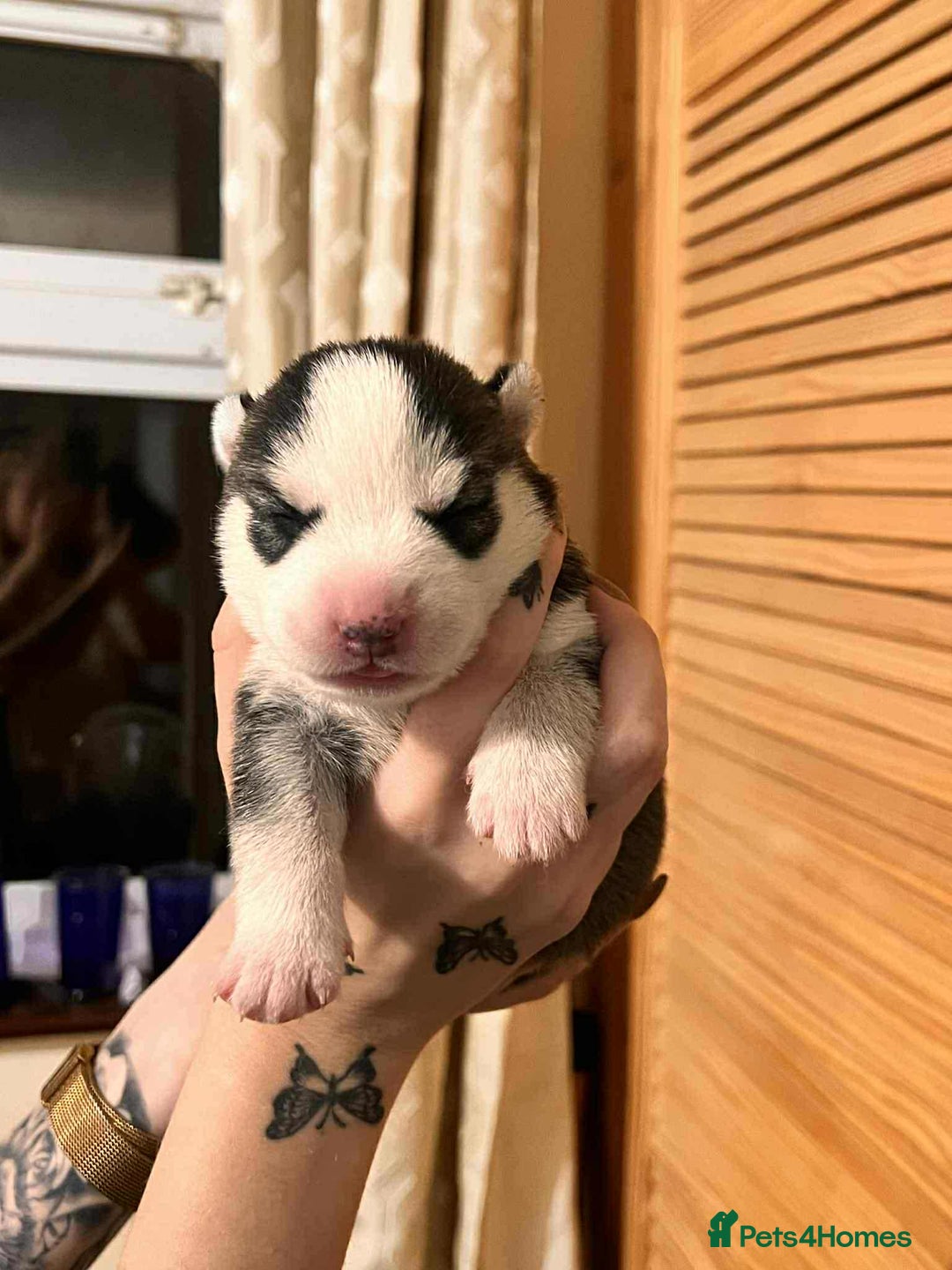 Siberian Husky dogs for sale: Siberian Husky Puppies - Advert 12