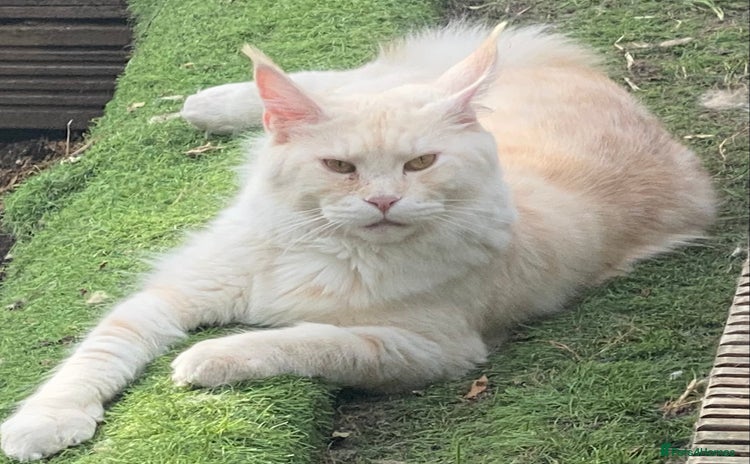 Maine Coon cats - Advert 5