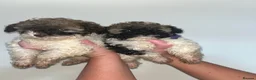 Shihpoo dogs for sale: Shih poo puppies  - Advert 7