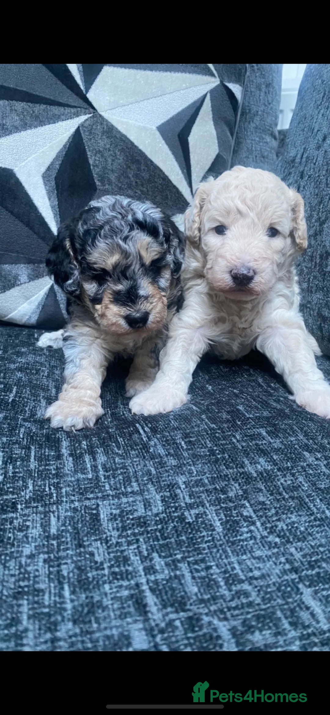 Miniature Poodle dogs for stud: Miniature poodle blue merle for stud in Bradford - Advert 8