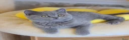 British Shorthair cats for sale: Full vaccination&Register GCCF BSH kittens 💝 - Advert 8