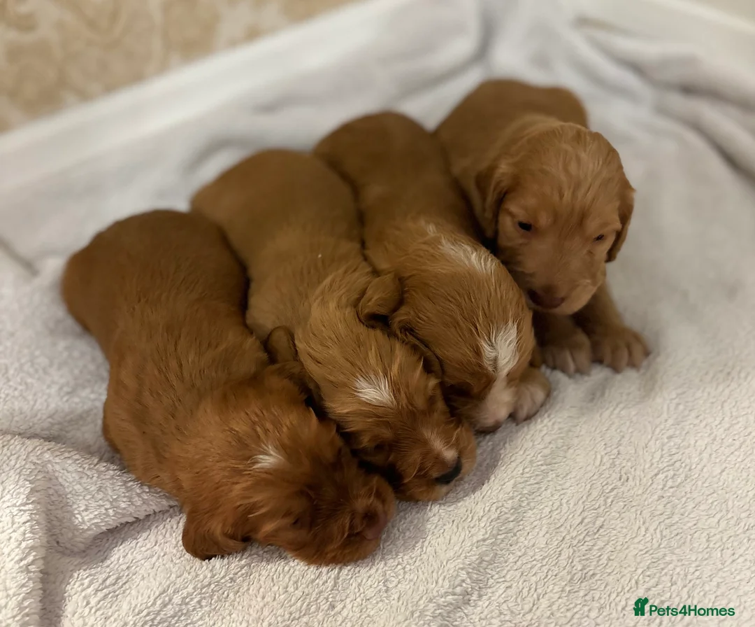 Cocker Spaniel dogs for sale: Working type cocker spaniel puppys - Advert 31