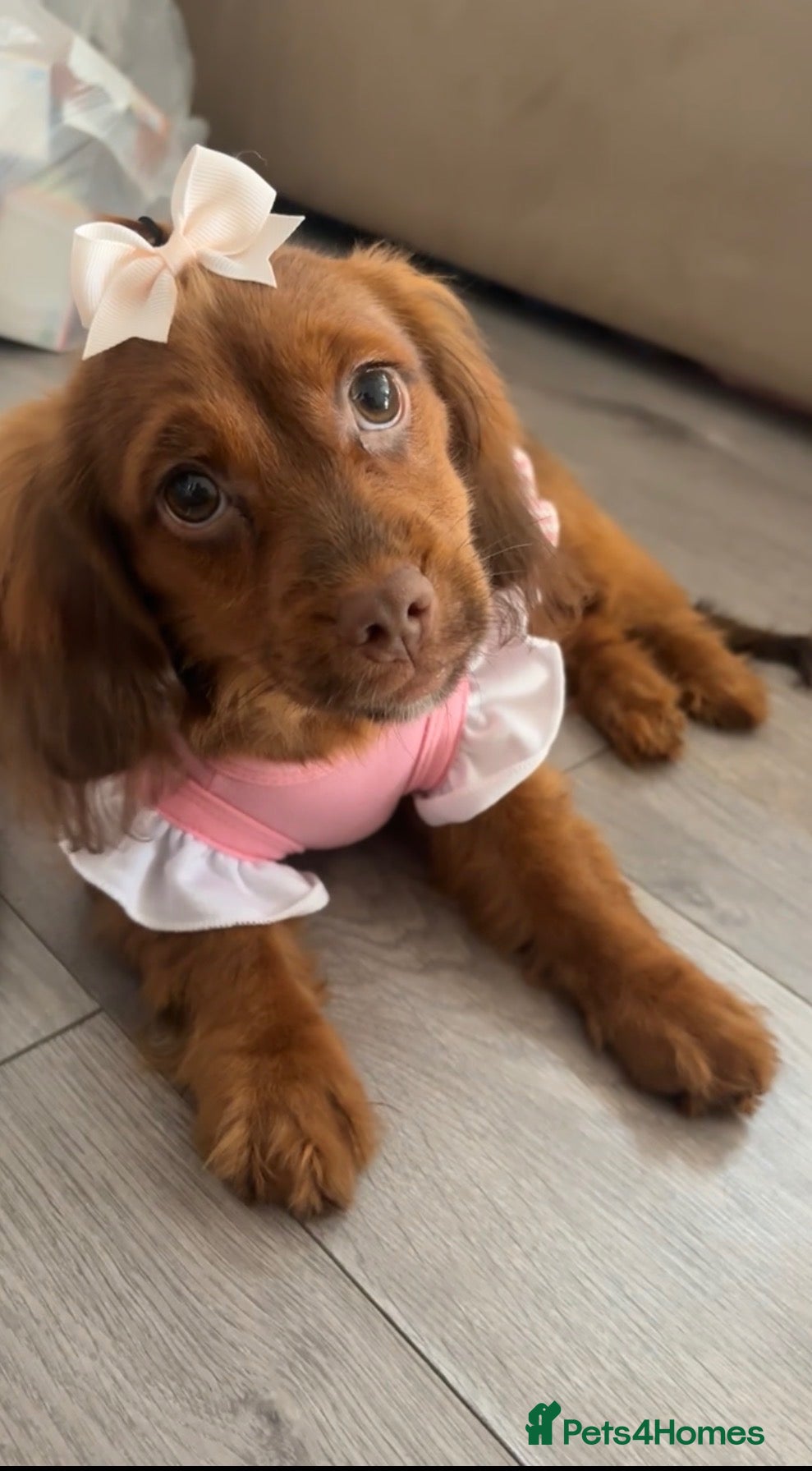 Doxiepoo dogs Lady - 6 month old puppy for sale - Advert 4